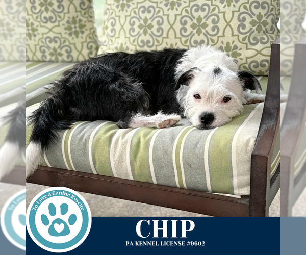 Medium Photo #15 Boston Terrier-Unknown Mix Puppy For Sale in Kimberton, PA, USA