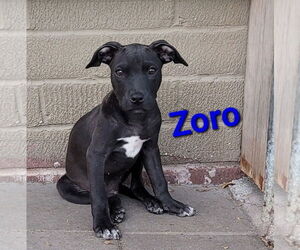American Pit Bull Terrier-Unknown Mix Dogs for adoption in Des Moines, IA, USA