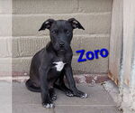 Small American Pit Bull Terrier Mix