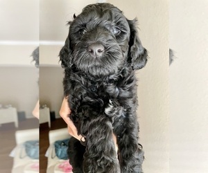 Aussiedoodle Miniature -Poodle (Miniature) Mix Puppy for sale in TULSA, OK, USA