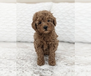 Goldendoodle (Miniature) Puppy for sale in NORTH LAWRENCE, OH, USA