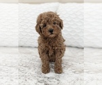 Small Photo #1 Goldendoodle (Miniature) Puppy For Sale in NORTH LAWRENCE, OH, USA