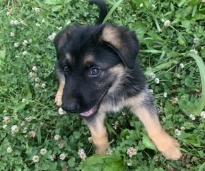 German Shepherd Dog Puppy for sale in BLAIRSVILLE, GA, USA