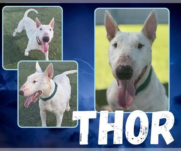 Medium Photo #2 Bull Terrier Puppy For Sale in Pearland, TX, USA