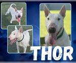 Small #1 Bull Terrier