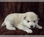 Small Photo #1 Wolf Hybrid Puppy For Sale in SAINT IGNATIUS, MT, USA