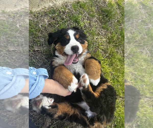 Medium Photo #9 Bernese Mountain Dog Puppy For Sale in MIDDLESEX, NC, USA