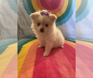 Pomeranian Puppy for sale in GREENVILLE, NC, USA