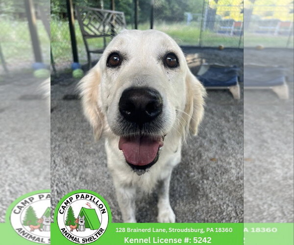 Medium Photo #1 Golden Retriever Puppy For Sale in Stroudsburg, PA, USA