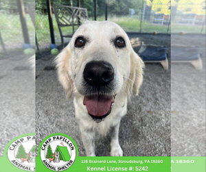 Golden Retriever Dogs for adoption in Stroudsburg, PA, USA