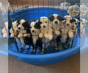 Miniature Australian Shepherd Litter for sale in WINLOCK, WA, USA