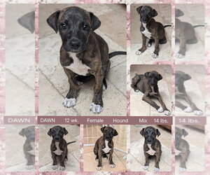 Mutt Dogs for adoption in Mesa, AZ, USA