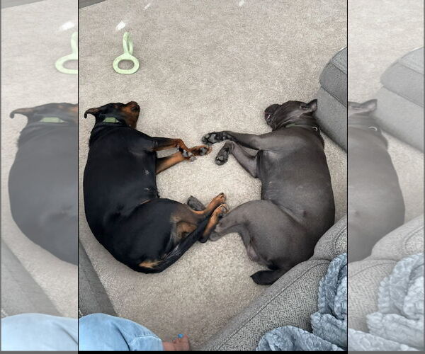 Medium Photo #2 Mutt Puppy For Sale in Goodyear, AZ, USA