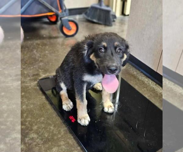 Medium Photo #1 Labrador Retriever-Unknown Mix Puppy For Sale in Rockwall, TX, USA