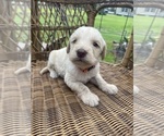 Image preview for Ad Listing. Nickname: F1 labradoodles