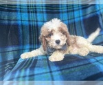 Small #5 Cavapoo