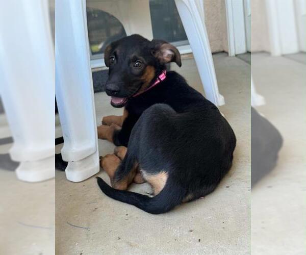 Medium Photo #1 German Shepherd Dog-Unknown Mix Puppy For Sale in Visalia, CA, USA