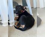 Small German Shepherd Dog Mix