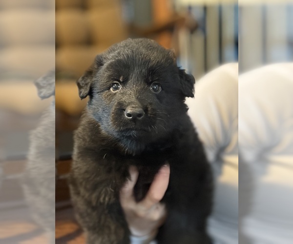 Medium Photo #4 German Shepherd Dog Puppy For Sale in ELIZABETH, PA, USA