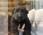 Small #3 German Shepherd Dog