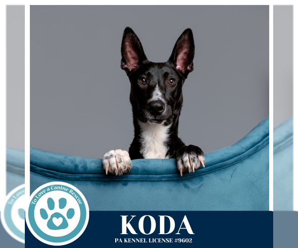 Medium Photo #19 Border Collie-Unknown Mix Puppy For Sale in Kimberton, PA, USA