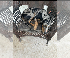 Mother of the Catahoula Leopard Dog puppies born on 05/02/2025