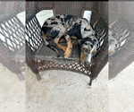 Small Photo #1 Catahoula Leopard Dog Puppy For Sale in RUBY, SC, USA