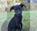 Small Photo #3 Mutt Puppy For Sale in Mooresville, NC, USA