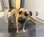Small #13 American Staffordshire Terrier Mix