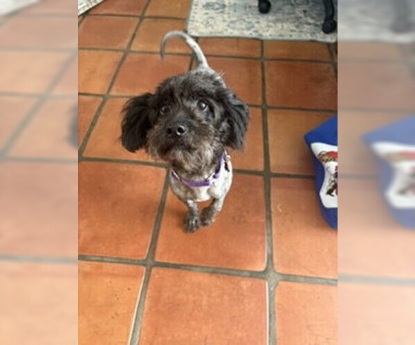 Medium Photo #5 Poodle (Miniature) Puppy For Sale in San Diego, CA, USA