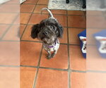 Small #4 Poodle (Miniature)
