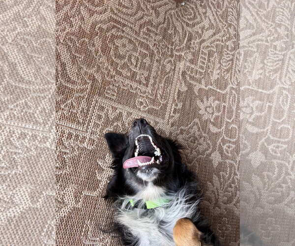 Medium Photo #3 Australian Shepherd Puppy For Sale in Dallas, TX, USA