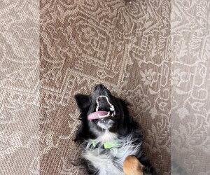 Colby - Male Australian Shepherd Dog for Adoption - Photo #3