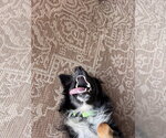 Small Photo #3 Australian Shepherd Puppy For Sale in Dallas, TX, USA