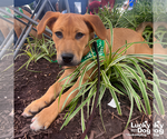 Small #5 Retriever  Mix