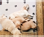 Small Photo #40 Golden Retriever Puppy For Sale in SAINT LOUIS, MO, USA