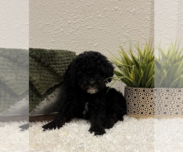 Medium Photo #3 Whoodle (Miniature) Puppy For Sale in DOSS, MO, USA