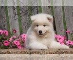 Small Photo #1 Samoyed Puppy For Sale in FREDERICKSBG, OH, USA