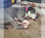 Small #7 American Staffordshire Terrier