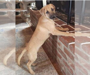 Dutton - Male Labrador Retriever-Unknown Mix Dog for Adoption - Photo #4