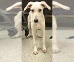 Small Labrador Retriever Mix