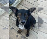 Small #1 Mutt