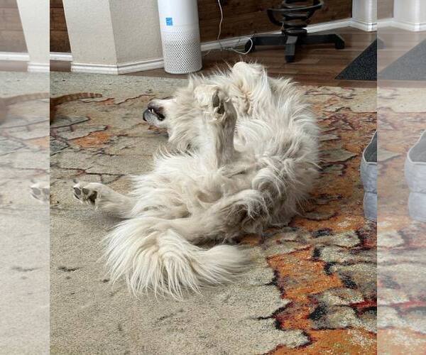 Medium Photo #2 Great Pyrenees Puppy For Sale in Dallas, TX, USA