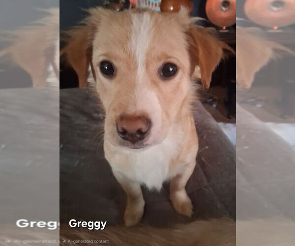 Medium Photo #1 Mutt Puppy For Sale in Ellijay, GA, USA