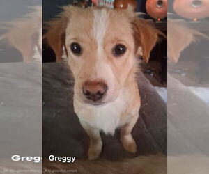 Mutt Dogs for adoption in Ellijay, GA, USA