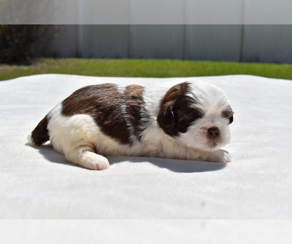 Medium Photo #4 Shih Tzu Puppy For Sale in PALM COAST, FL, USA