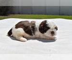 Small #3 Shih Tzu