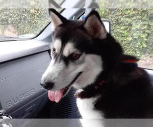 Siberian Husky Dogs for adoption in Rancho Cucamonga, CA, USA