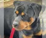 Small Photo #1 Rottweiler Puppy For Sale in LAKELAND, FL, USA