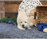 Small #6 Labrador Retriever